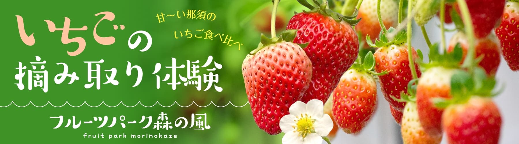 いちごの摘み取り体験